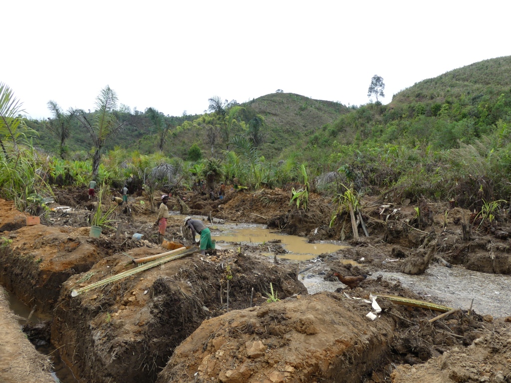 Destruction des marécages (forêt de raphia) par l’orpaillage et la construction de la rizière